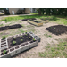 Garden beds with plant in them.