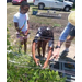 Young people working a garden bed. 