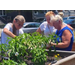 Three women working on a garden bed. 