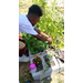 Young person working a garden bed with plants and flowers. 