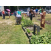 People working a garden. 