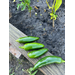 Jalapeños picked from the garden.