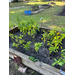 A raised bed in the community garden with Jalapeños on the side of it.