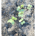 Close up of plant sprouts.