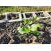 Several plants growing in the community garden.