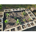 Wider view of several plants growing in the community garden.