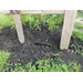 Plants growing in the community garden.