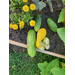 Small harvest of cucumbers and yellow squash by some yellow flowers.