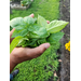 Double handful of leaves from the community garden.