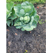 Cabbage growing well in the community garden.