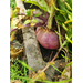 A big beet in the community garden.