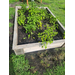 Assorted plants growing in a raised bed.