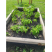 Assorted plants and flowers growing in a raised bed.