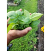 An individual holding a plant.