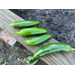 Peppers sitting on wood.