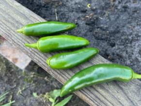 Peppers sitting on wood.