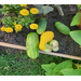 Cucumbers in a garden.