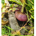 Close up of a vegetable in a garden.