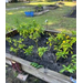 Plants growing in a garden.